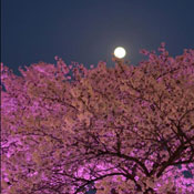 April - Pink Moon