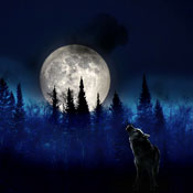 Do Wolves Really Howl at the Moon?