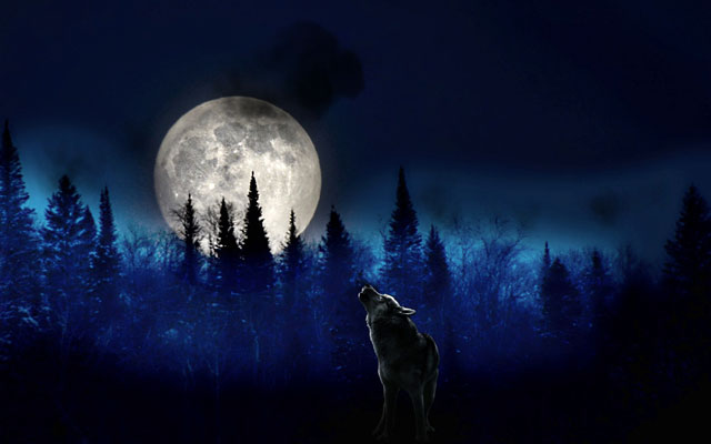 Wolf howling at moon